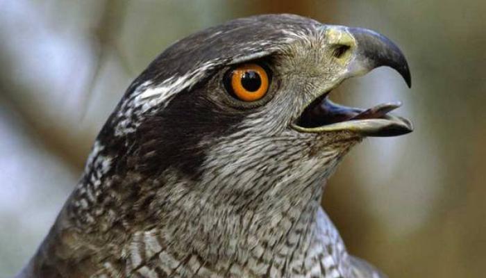 Хищная птица ястреб: описание с фото и картинками, видео охоты с ястребом Птенец ястреба в домашних условиях