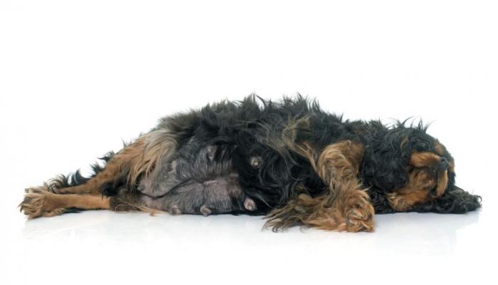 Отказали задние лапы у собаки: в чем причина и как помочь питомцу?