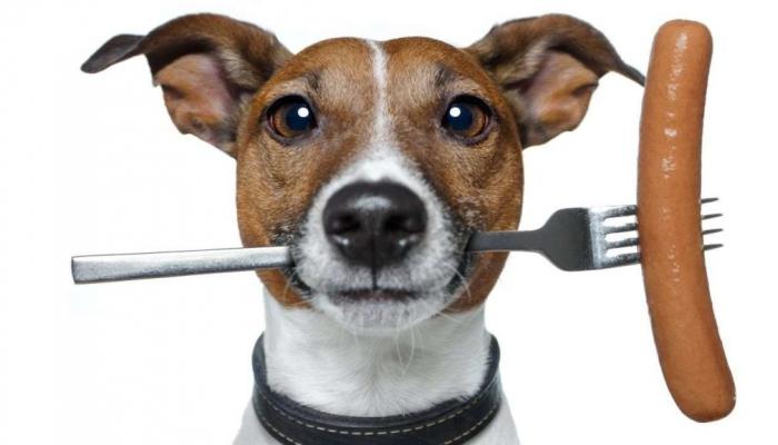 Почему собака не ест, плохо ест или вообще отказывается от сухого корма