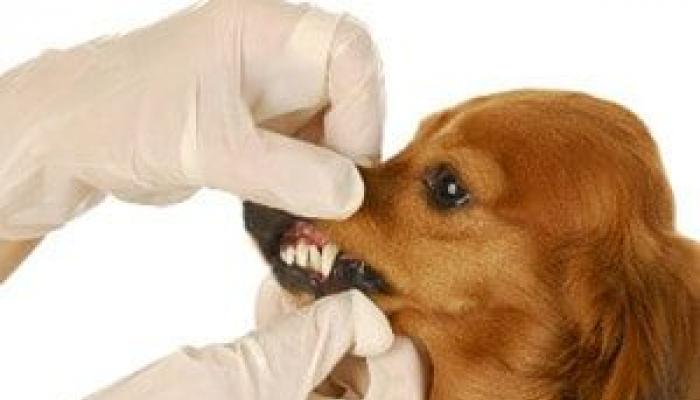 У собаки неприятный запах из пасти: причины, устранение, профилактика