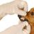 У собаки неприятный запах из пасти: причины, устранение, профилактика