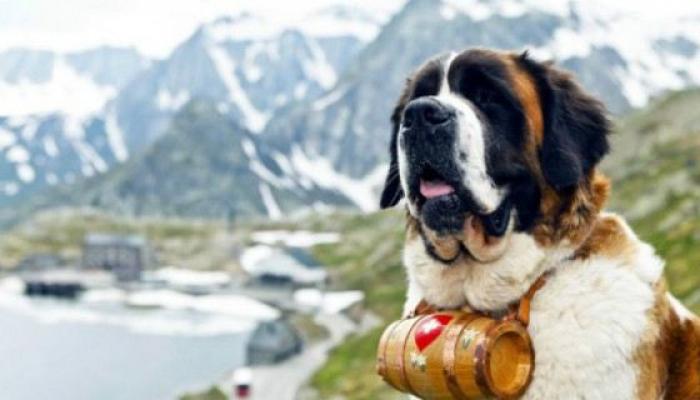 Самая сильная собака в мире Рейтинг собак по силе